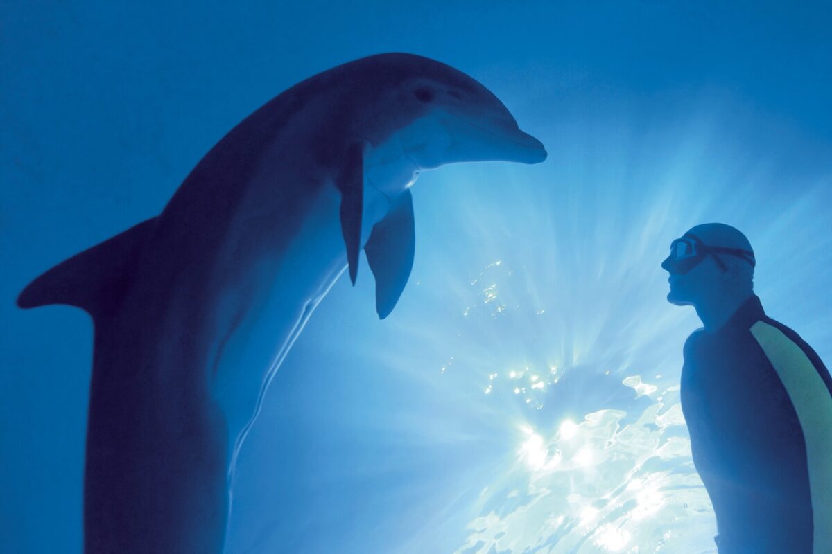 Dolphin Greets Freediver