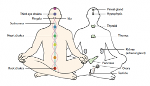 Chakras - Wheels Of Energy - Breatheology